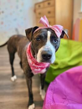 Pit Bull Terrier and Labrador Retriever Dogs Available for Adoption - Lane Boots The Snuggly Couch Dog | PetCurious