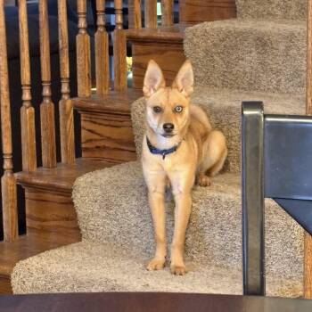 Husky and Mixed Breed Dogs Available for Adoption in Campton Hills, Illinois - Rose | PetCurious