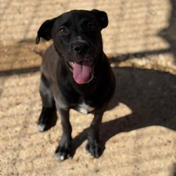 Timmy -  Mixed Breed Dog for Adoption in Buffalo, Minnesota - Timmy | PetCurious
