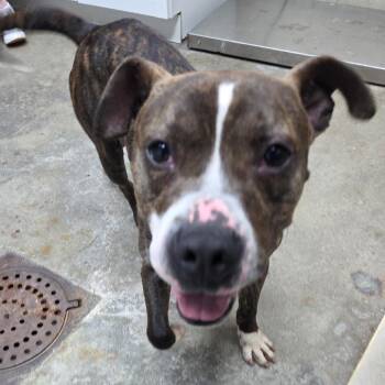 Shakey -  Pit Bull Terrier and Mixed Breed Dog for Adoption in Madisonville, Kentucky - Shakey | PetCurious
