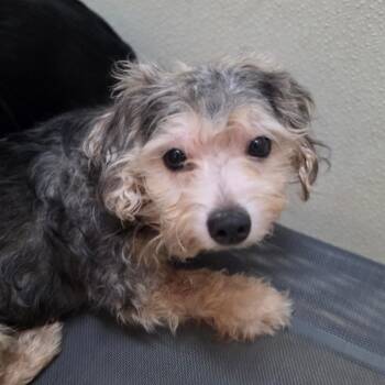 Mango - Chino Hills Location -  Poodle and Mixed Breed Dog for Adoption in Chino Hills, California - Mango - Chino Hills Location | PetCurious