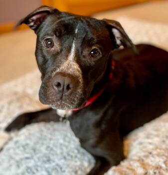 Rescue Terrier Dogs for Adoption in Bloomfield, Connecticut - Caprice | PetCurious