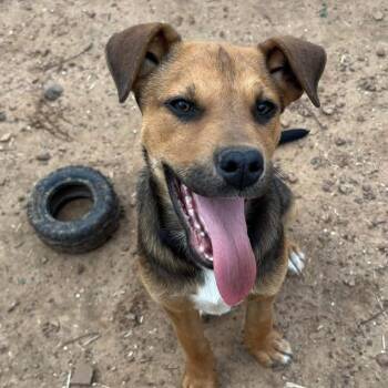 Labrador Retriever Dogs Available for Adoption in Metamora, Michigan - Mick | PetCurious