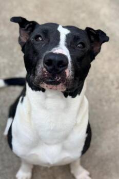 Famous Dave -  Pit Bull Terrier Dog for Adoption in Chicago, Illinois - Famous Dave | PetCurious