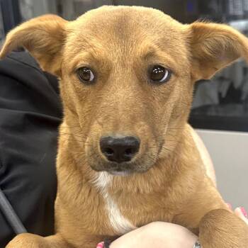 Labrador Retriever Dogs Available for Adoption - Hazel | PetCurious