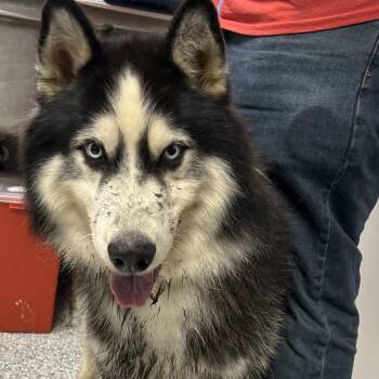 Zoro -  Husky Dog for Adoption in Birmingham, Alabama - Zoro | PetCurious