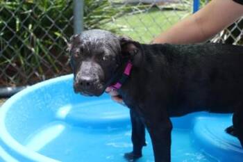 American Bulldog and Mixed Breed Dogs Available for Adoption in Brunswick, Georgia - Winnie | PetCurious