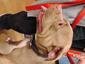 Rescue Pit Bull Terrier Dogs for Adoption in Tulsa, Oklahoma - Dax | PetCurious