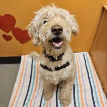 Toast -  Mixed Breed Dog for Adoption in Bellingham, Washington - Toast | PetCurious