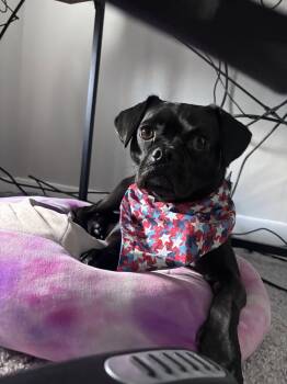 Ursula -  Pug Dog for Adoption in Powell, Ohio - Ursula | PetCurious