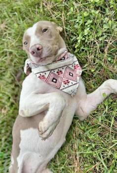 Rescue Terrier Dogs for Adoption in Manchester, Connecticut - Sarah 1 | PetCurious