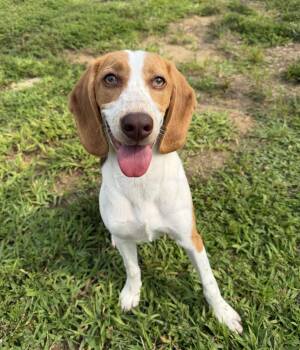 Nova (ID 52760) -  Beagle Dog for Adoption in Manassas, Virginia - Nova (ID 52760) | PetCurious