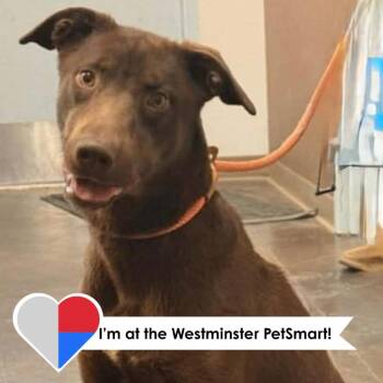 Reese -  Mixed Breed Dog for Adoption in Fort Collins, Colorado - Reese | PetCurious