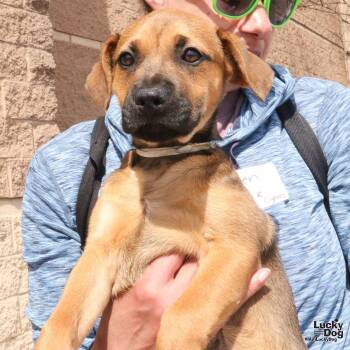 Shepherd and Retriever Dogs Available for Adoption - Cyan | PetCurious