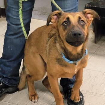 Winston -  German Shepherd Dog Dog for Adoption in Lincoln, Illinois - Winston | PetCurious