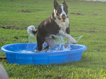 Border Collie Dogs Available for Adoption in Alexander, Arkansas - Dash (in New England) | PetCurious
