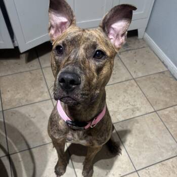 Xena A1431997 -  Pit Bull Terrier Dog for Adoption in Las Vegas, Nevada - Xena A1431997 | PetCurious