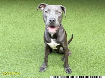 SHADE -  Mixed Breed Dog Available for Adoption in West Palm Beach, Florida - SHADE | PetCurious