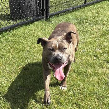Rikki -  Mixed Breed Dog for Adoption in Wheeling, Illinois - Rikki | PetCurious