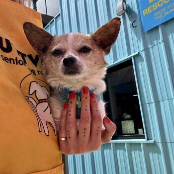 Beanbag 14405 -  Chihuahua Dog for Adoption in San Francisco, California - Beanbag 14405 | PetCurious
