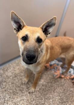 Tasha -  Shepherd Dog for Adoption in Hackensack, Minnesota - Tasha | PetCurious