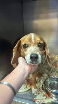 Mandy -  Beagle Dog for Adoption in Statesboro, Georgia - Mandy | PetCurious
