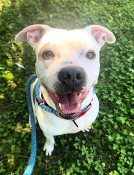 Pit Bull Terrier Dogs Available for Adoption in Sacramento, California - BOI | PetCurious