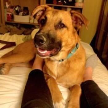 Rescue Border Collie and German Shepherd Dog Dogs for Adoption in Colorado Springs, Colorado - Milo | PetCurious