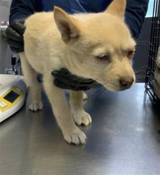 Husky and Mixed Breed Dogs Available for Adoption in Visalia, California - A253254 | PetCurious