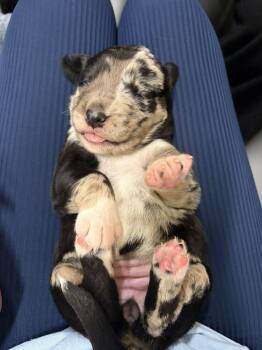 Collie and Shepherd Dogs Available for Adoption in Calgary, Alberta - Pinkie Pie | PetCurious