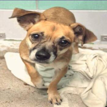 Kadi -  Chihuahua Dog for Adoption in Park Row, Texas - Kadi | PetCurious