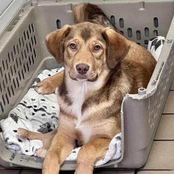 Mixed Breed Dogs Available for Adoption - Enzo | PetCurious