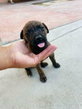 Chip -  Boxer Dog for Adoption in Santa Monica, California - Chip | PetCurious
