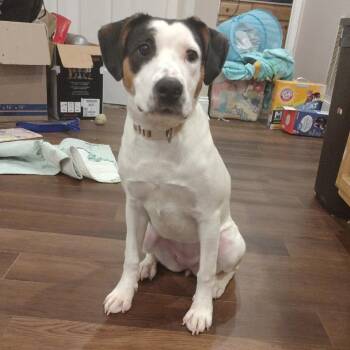 Emmy -  Pit Bull Terrier Dog for Adoption in Eureka Springs, Arkansas - Emmy | PetCurious