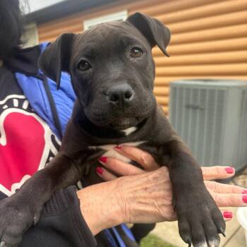 Rue -  American Bulldog and Pit Bull Terrier Dog for Adoption in Mooresville, Indiana - Rue | PetCurious