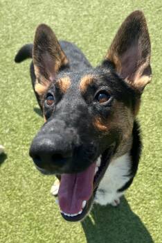 Lilly -  German Shepherd Dog and Australian Kelpie Dog for Adoption in Melbourne, Arkansas - Lilly | PetCurious