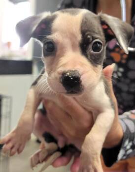Honey -  Mixed Breed Dog for Adoption in West Chester, Pennsylvania - Honey | PetCurious