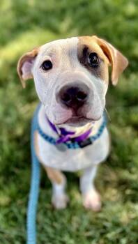 Ritz -  Staffordshire Bull Terrier and Mixed Breed Dog for Adoption in Oxford, Michigan - Ritz | PetCurious