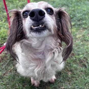 Daisey-mae -  Dachshund Dog for Adoption in Floresville, Texas - Daisey-mae | PetCurious