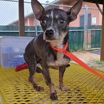 Cookie -  Chihuahua and Xoloitzcuintli Mexican Hairless Dog for Adoption in Wimberley, Texas - Cookie | PetCurious