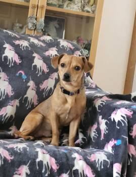 PEPPER JACK aka PJ -  Chihuahua and Dachshund Dog for Adoption in Jackson Township, New Jersey - PEPPER JACK Aka PJ | PetCurious