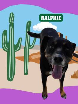 Ralphie -  German Shepherd Dog Dog for Adoption in York, Nebraska - Ralphie | PetCurious
