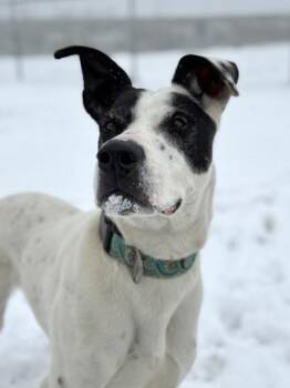 Great Dane Dogs Available for Adoption in Buena Vista, Colorado - Floki | PetCurious