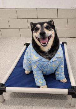 Dachshund Dogs Available for Adoption in Detroit, Michigan - Walter | PetCurious