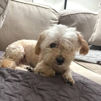 Walter -  Terrier and Mixed Breed Dog for Adoption in San Francisco, California - Walter | PetCurious