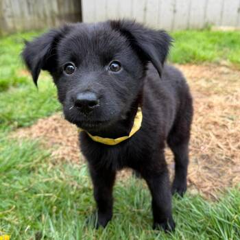 Labrador Retriever Dogs Available for Adoption in Baldwin, Maryland - Cory | PetCurious