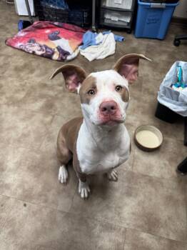 Rescue Mixed Breed Dogs for Adoption in Springfield, Ohio - Raelynn/Bella | PetCurious