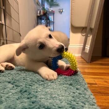 Florence -  German Shepherd Dog and Mixed Breed Dog for Adoption in New York, New York - Florence | PetCurious