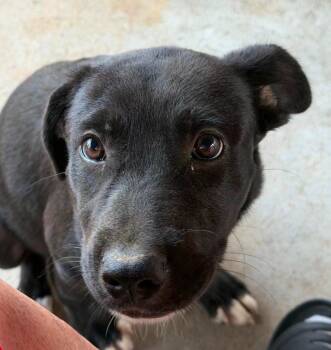 Brooklane -  Labrador Retriever Dog for Adoption in El Dorado, Arkansas - Brooklane | PetCurious