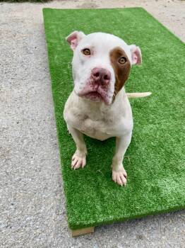 Popeye -  Pit Bull Terrier Dog for Adoption in Fayetteville, West Virginia - Popeye | PetCurious